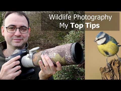Wildlife Photography for Beginners: 5 Tips with Paul Miguel Photography