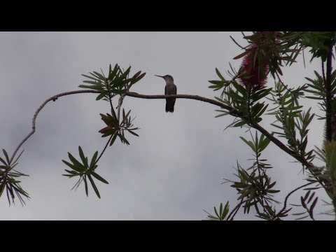Canon XA15 Test Footage - Hummingbirds in repose on Bottlebrush