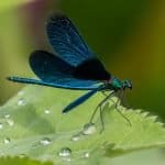 macro photography, photography tips, insect photography